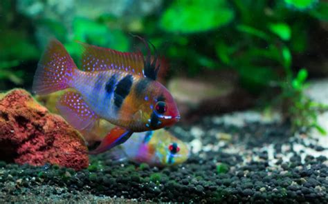 Ram Cichlids (Ramirezi) Care: Complete Guide for Beginners.